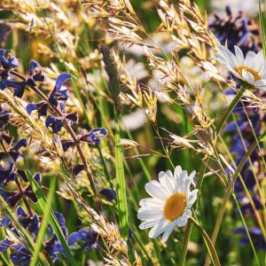 Blumenwiese im Sommer